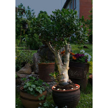 Učitajte sliku u preglednik galerije, SPINETOLI 2 900117
