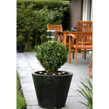 Učitajte sliku u preglednik galerije, SPINETOLI 2 900117
